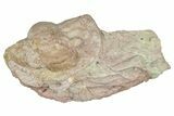 Bargain, Enrolled Niobe Frontalis Trilobite - Russia #363263-1